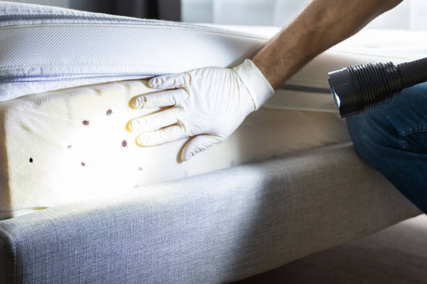 Best Pest Control for Restaurants  in Pleak, TX