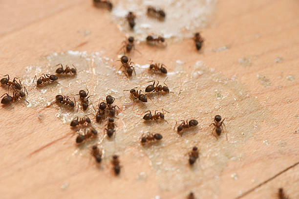 Best Cockroach Control Services  in Pleak, TX